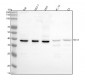 Anti-MCL1 Rabbit Monoclonal Antibody